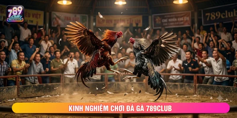 Chiến thuật chơi đá gà 789CLUB từ cao thủ