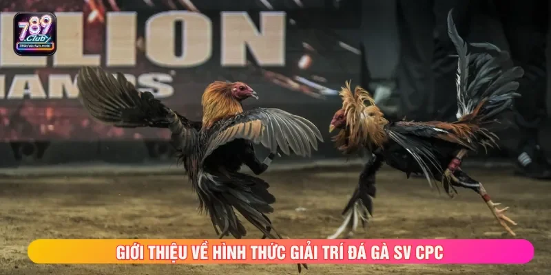 Đá gà SV CPC với quy tụ dàn chiến kê chất lượng nhất