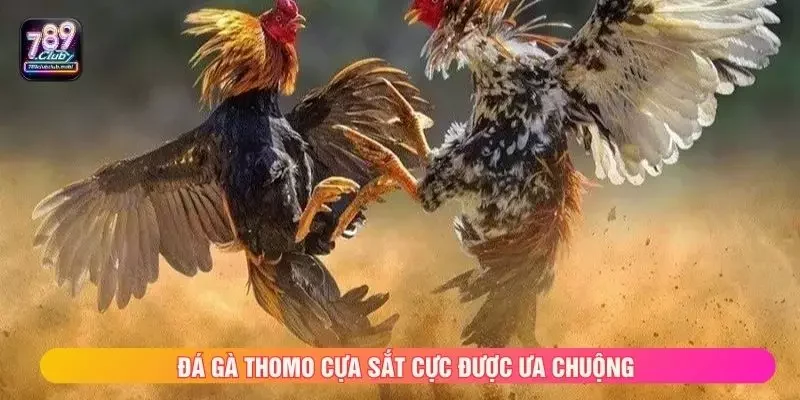 Đá gà Thomo cựa sắt cực được ưa chuộng