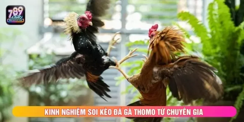 Kinh nghiệm soi kèo đá gà Thomo từ chuyên gia
