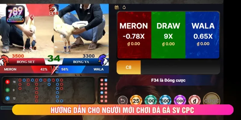 Người mới cần đọc kỹ luật để tham gia đá gà 789CLUB