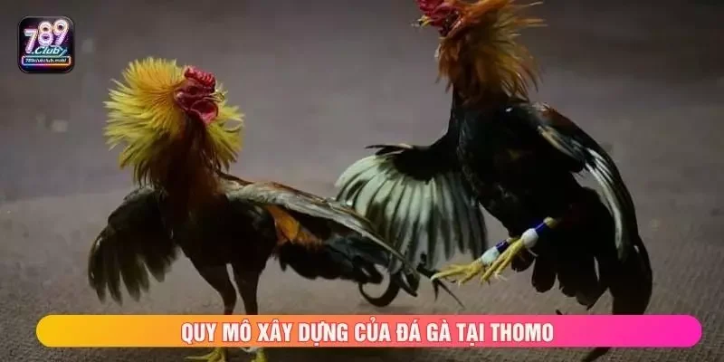 Quy mô xây dựng của đá gà tại Thomo