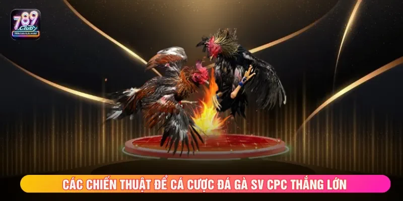 Việc tận dụng mẹo chơi đá gà SV CPC giúp thắng nhanh